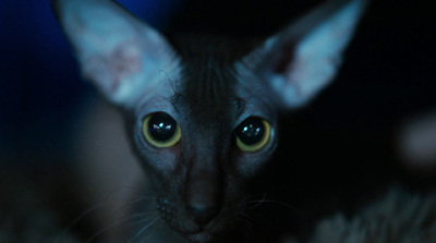 a close up of a cat with yellow eyes