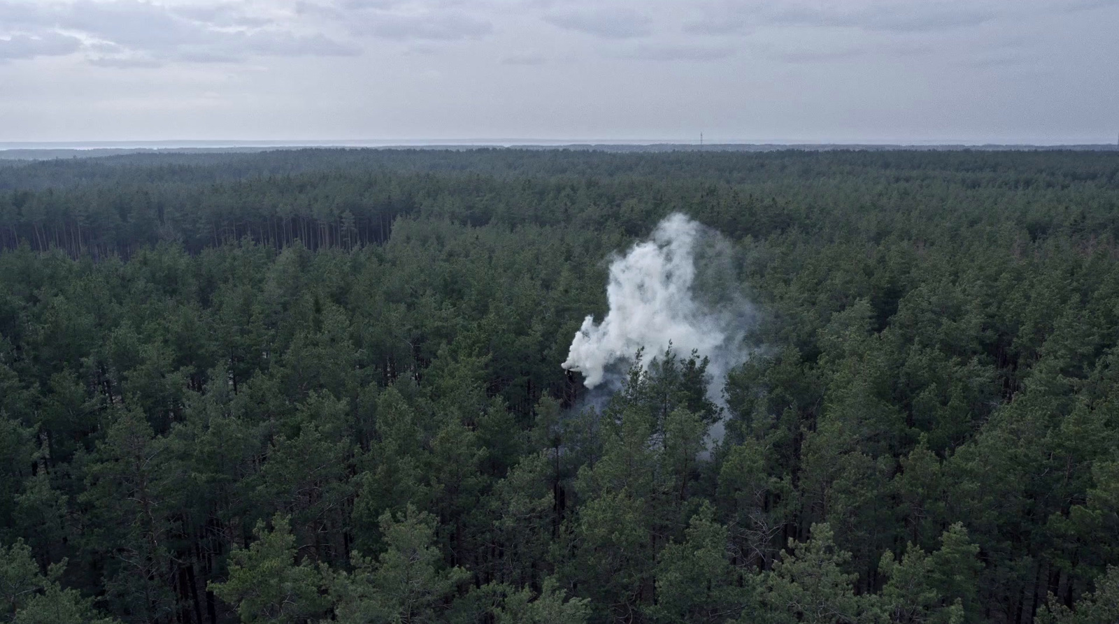 a forest filled with lots of tall trees