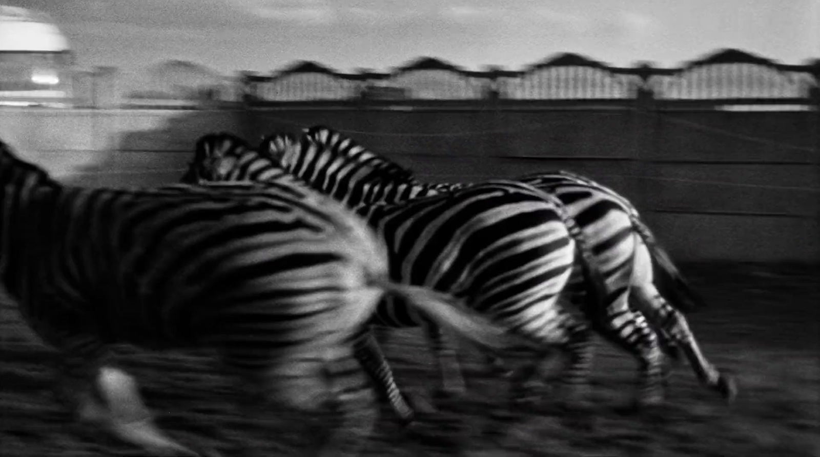 a group of zebras running in a pen