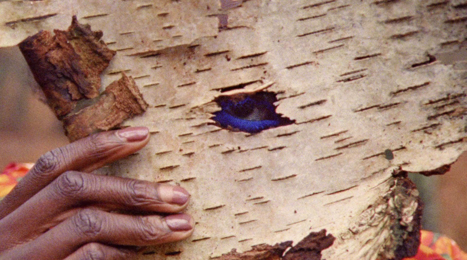 a person's hand on a tree with a hole in the bark