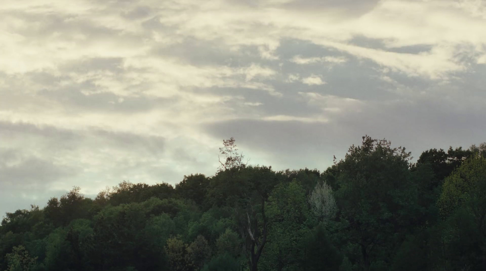 a plane flying over a lush green forest under a cloudy sky