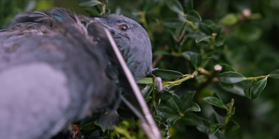 a couple of birds sitting on top of a tree