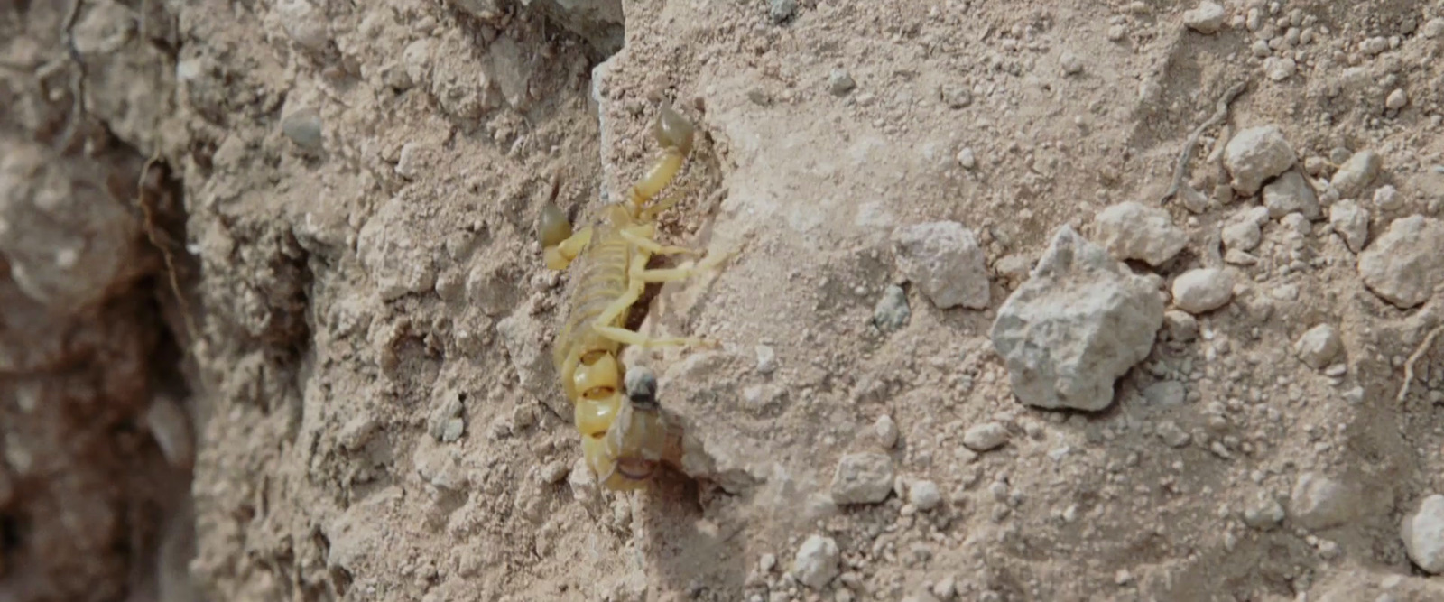 a small yellow lizard crawling on a rock