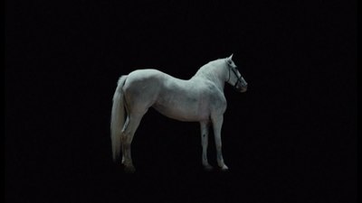 a white horse standing alone in the dark