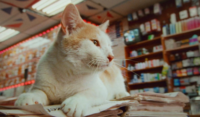 a cat sitting on top of a pile of papers