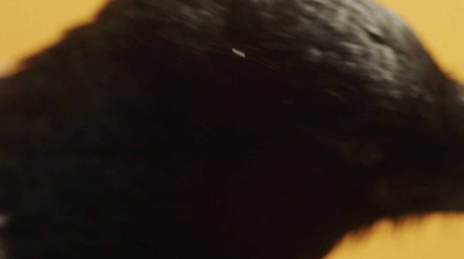 a blurry image of a black bear's head