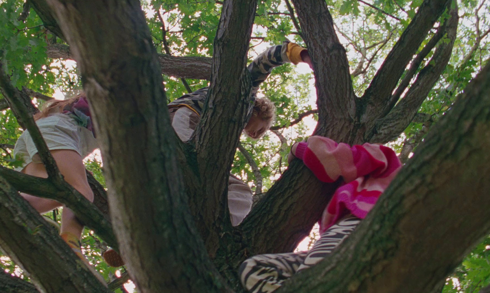 two people climbing up a tree in a forest