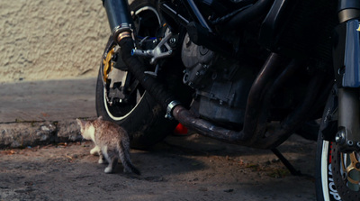 a small cat standing next to a motorcycle tire