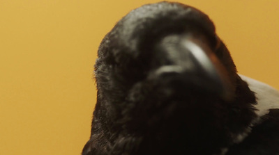 a close up of a black and white bird