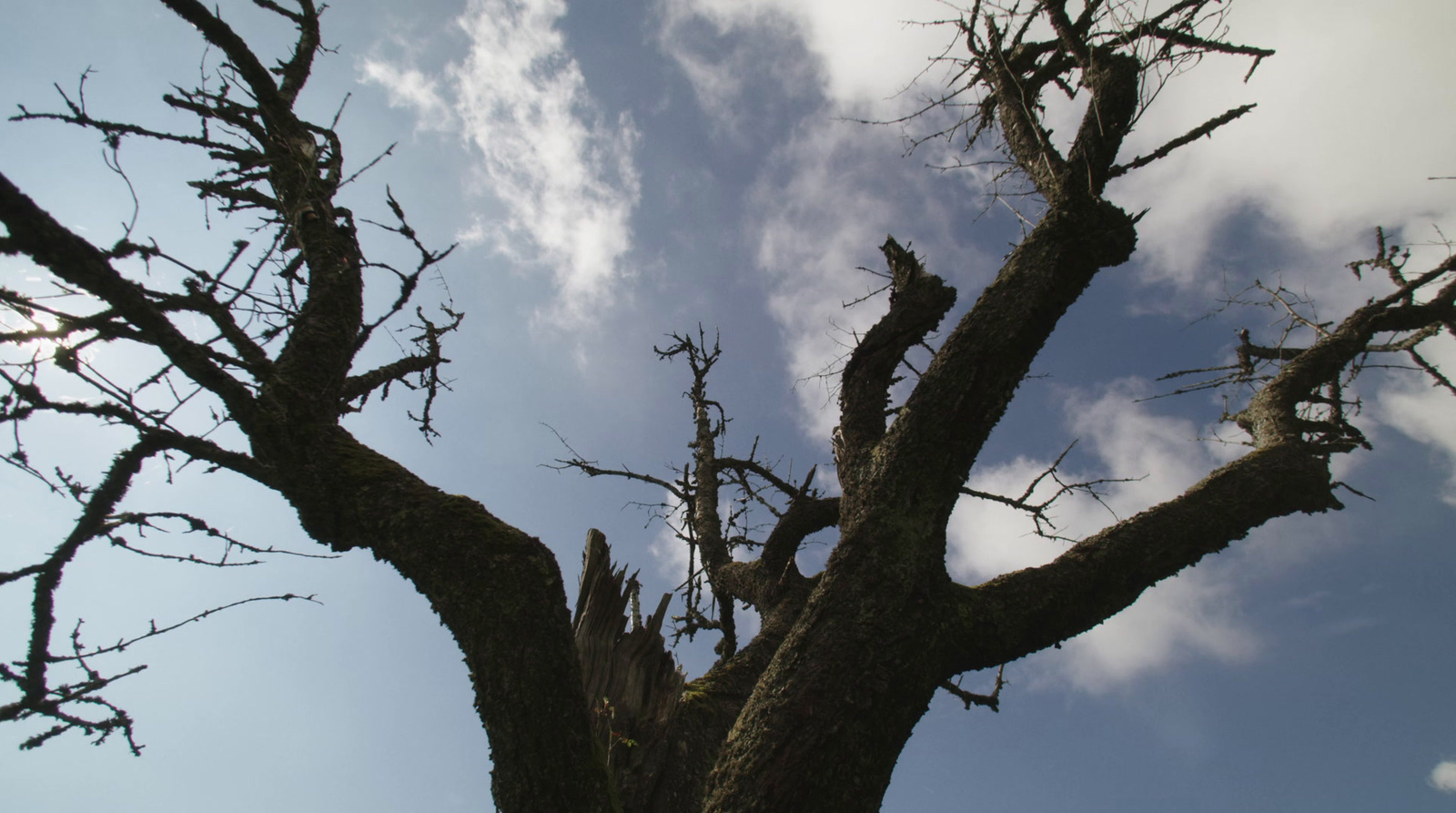 a tree with no leaves and no leaves on it