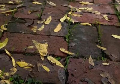 a brick walkway with yellow leaves on it