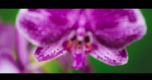 a close up of a purple flower with a green background