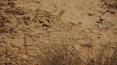 a bird standing in the middle of a dirt field