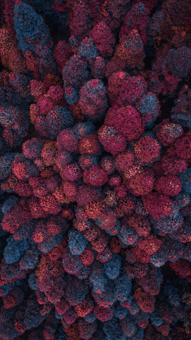 an overhead view of a bunch of red and blue balls