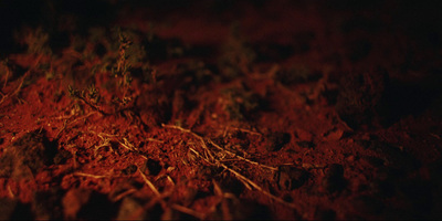 a close up of a dirt ground with a plant growing out of it