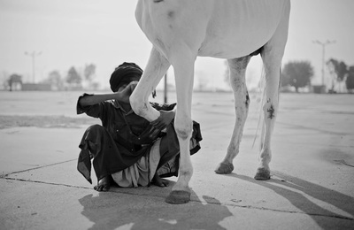 a man kneeling down next to a white horse