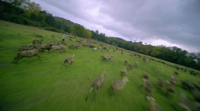 a herd of sheep running across a lush green field