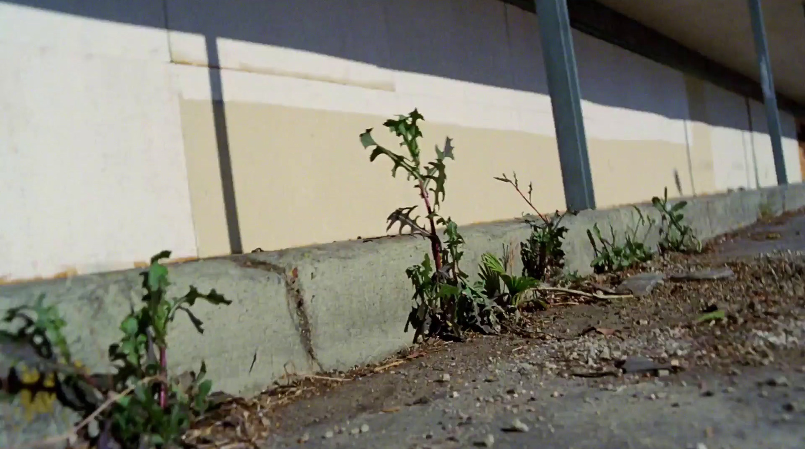 a plant growing out of the ground next to a building