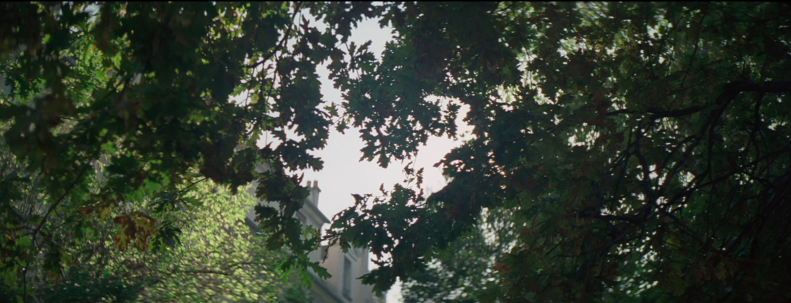 a view of a building through the leaves of a tree