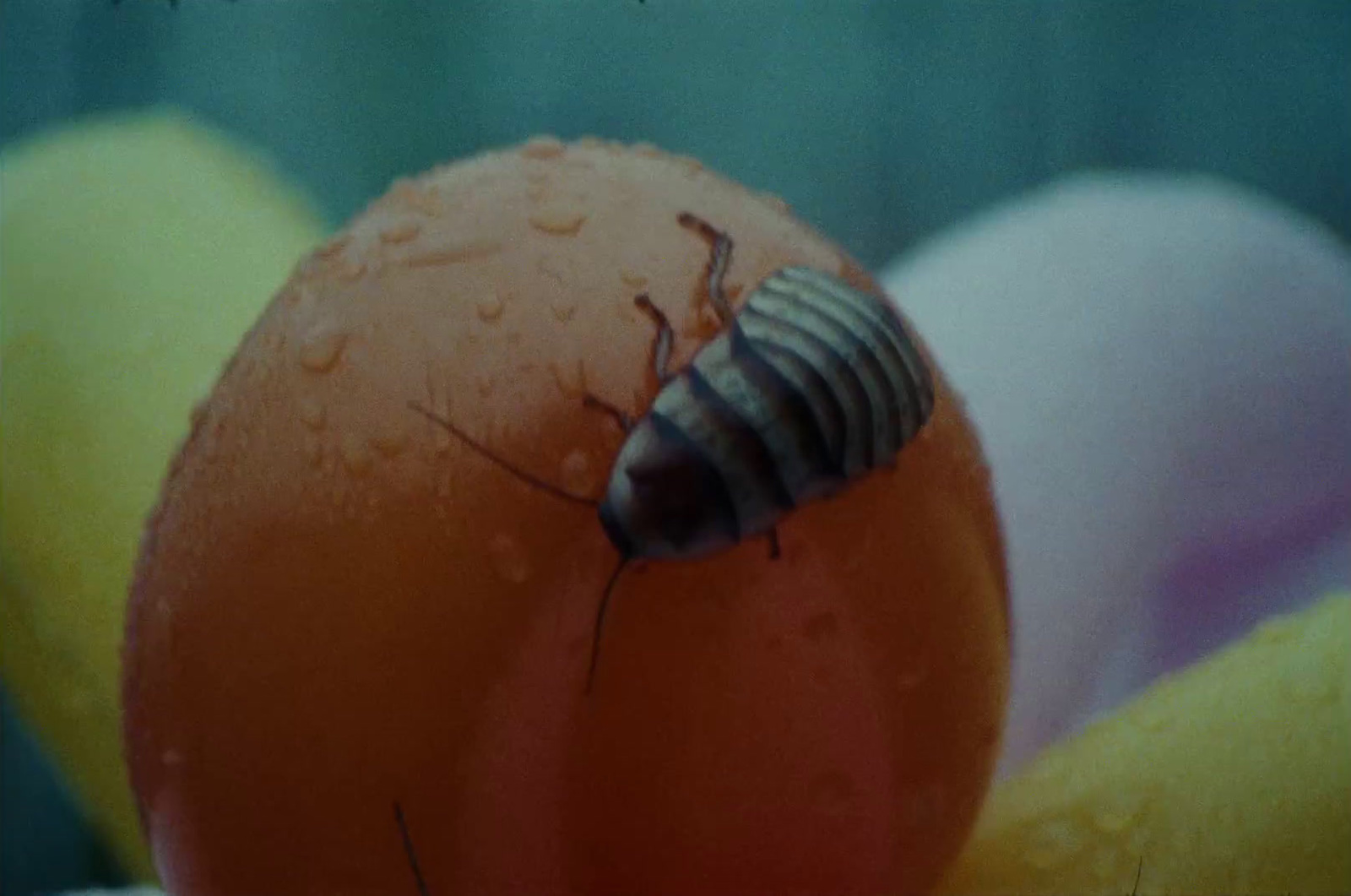 a bug sitting on top of an orange