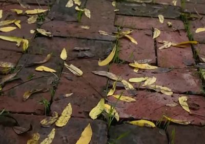 a brick walkway with yellow leaves on it