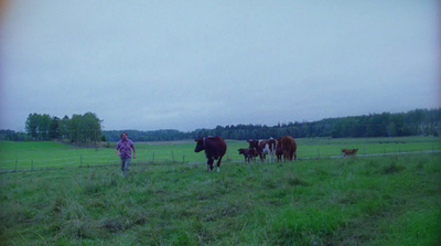 a person standing in a field with cows