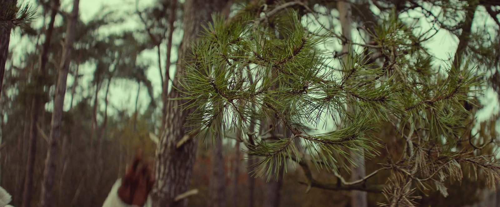 a woman walking through a forest with a frisbee in her hand