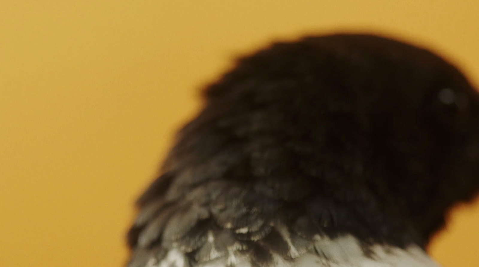 a close up of a bird with a yellow background