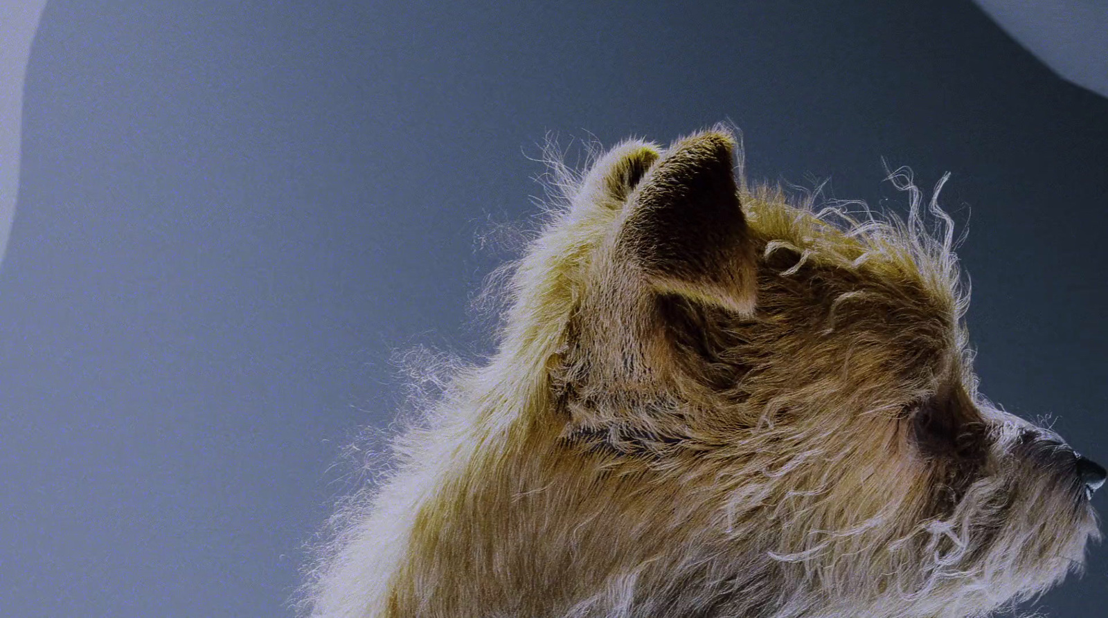 a dog with long hair looking up at the sky