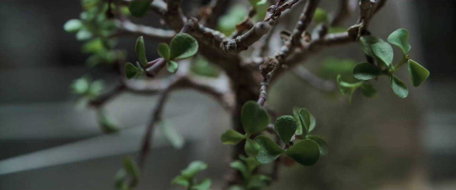 a close up of a small tree with green leaves