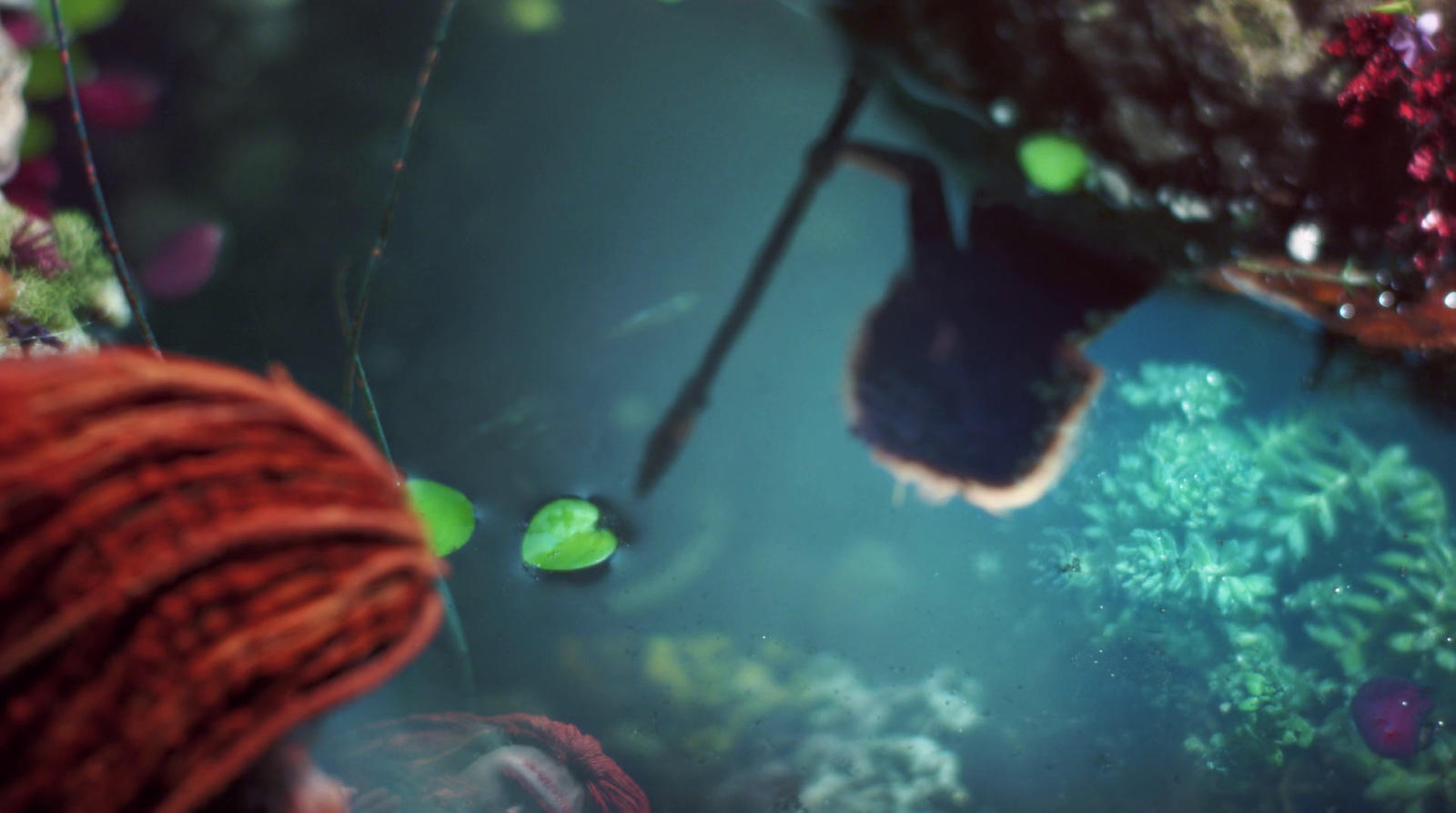 an underwater scene of a coral reef with a woman looking at it