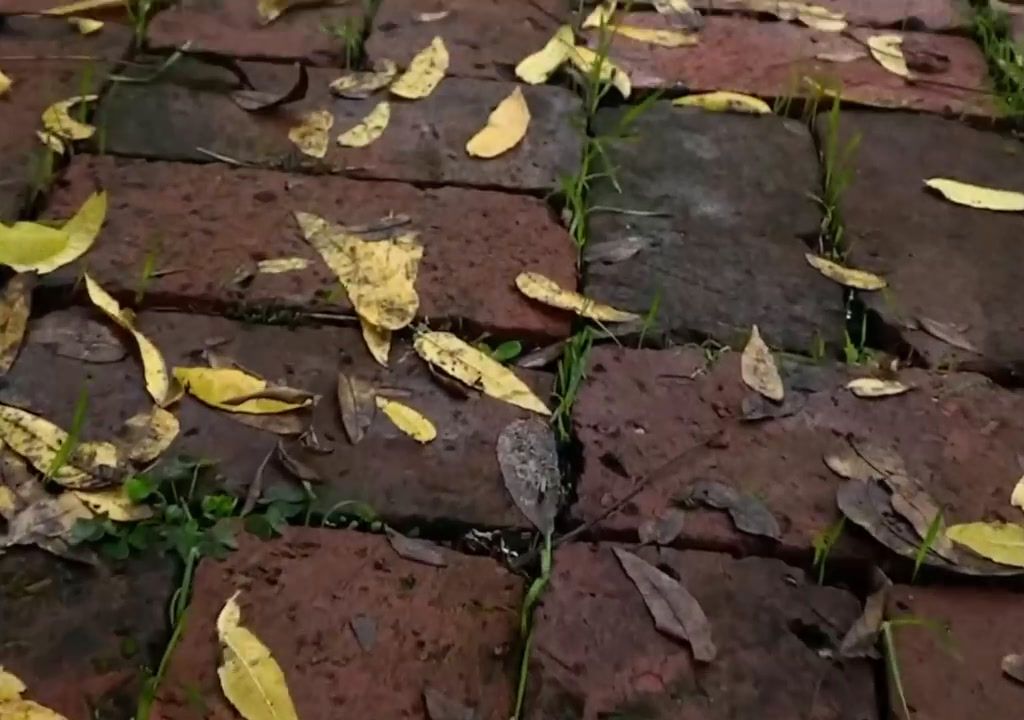 a close up of a brick walkway with leaves on it