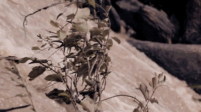 a plant is growing in front of a waterfall