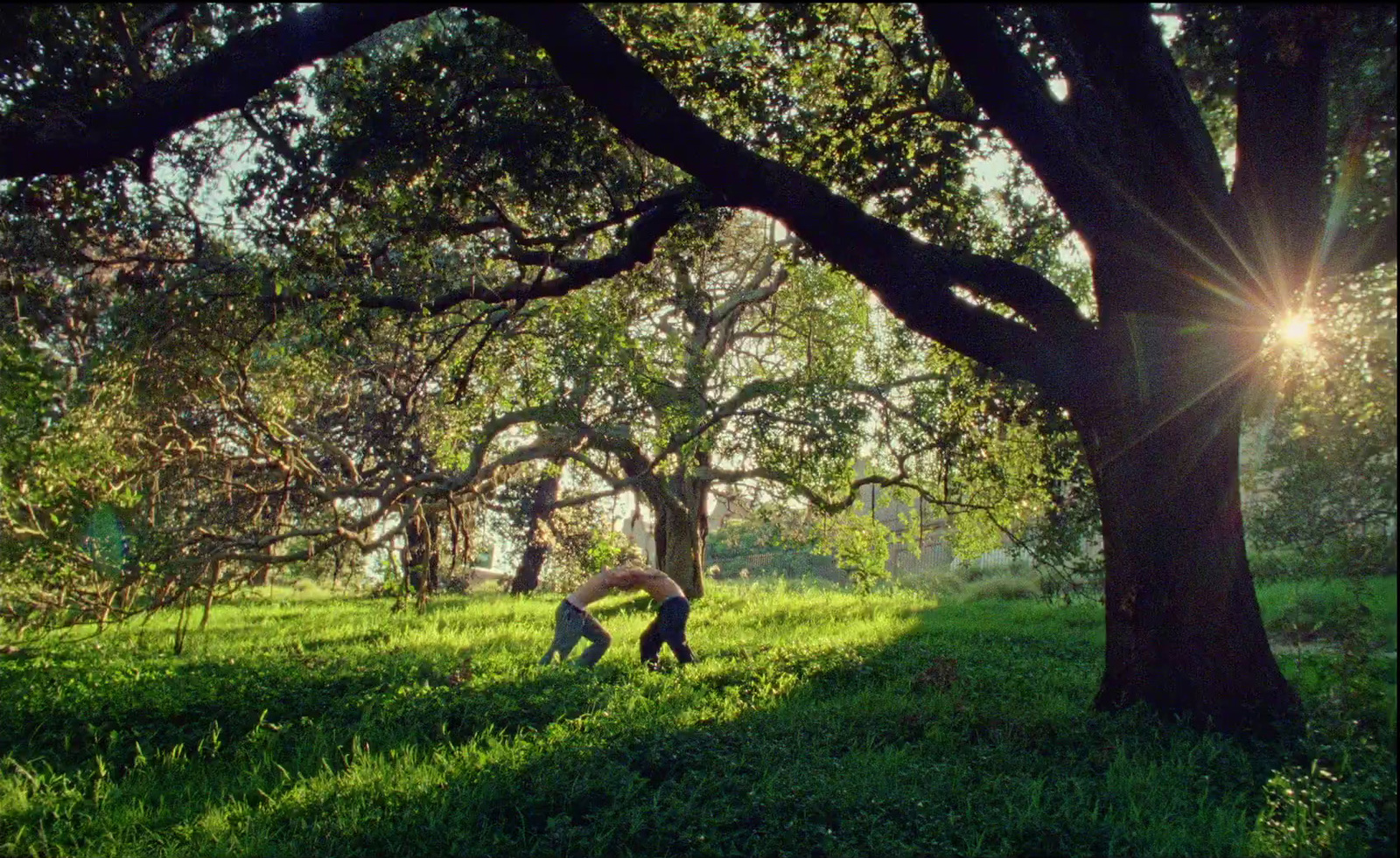 a person in a grassy field next to a tree