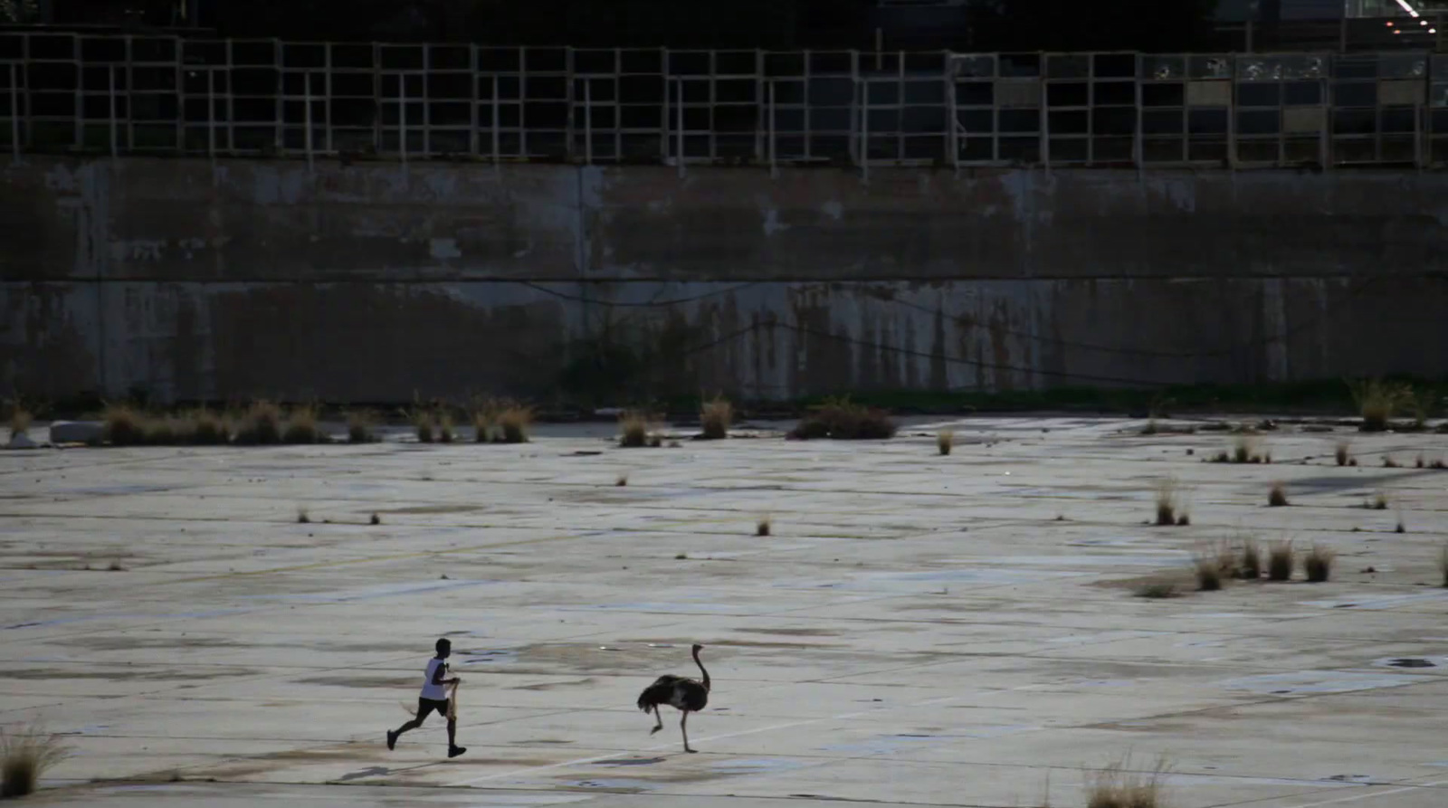 a couple of birds standing on top of an ice covered field