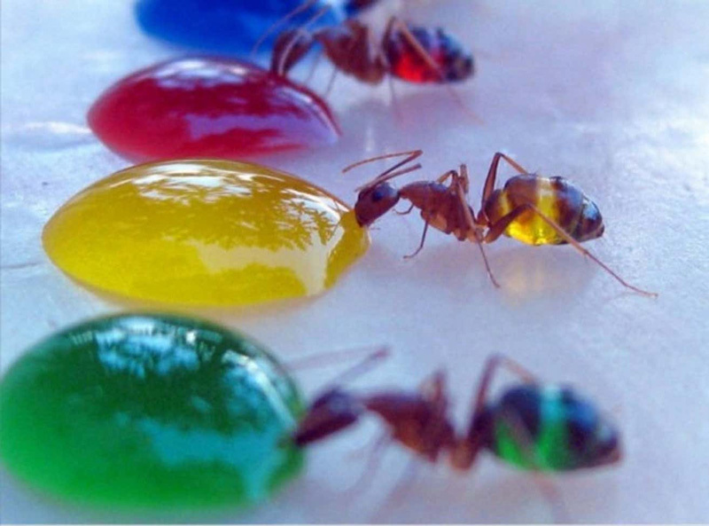 a group of ants standing next to each other on top of a table