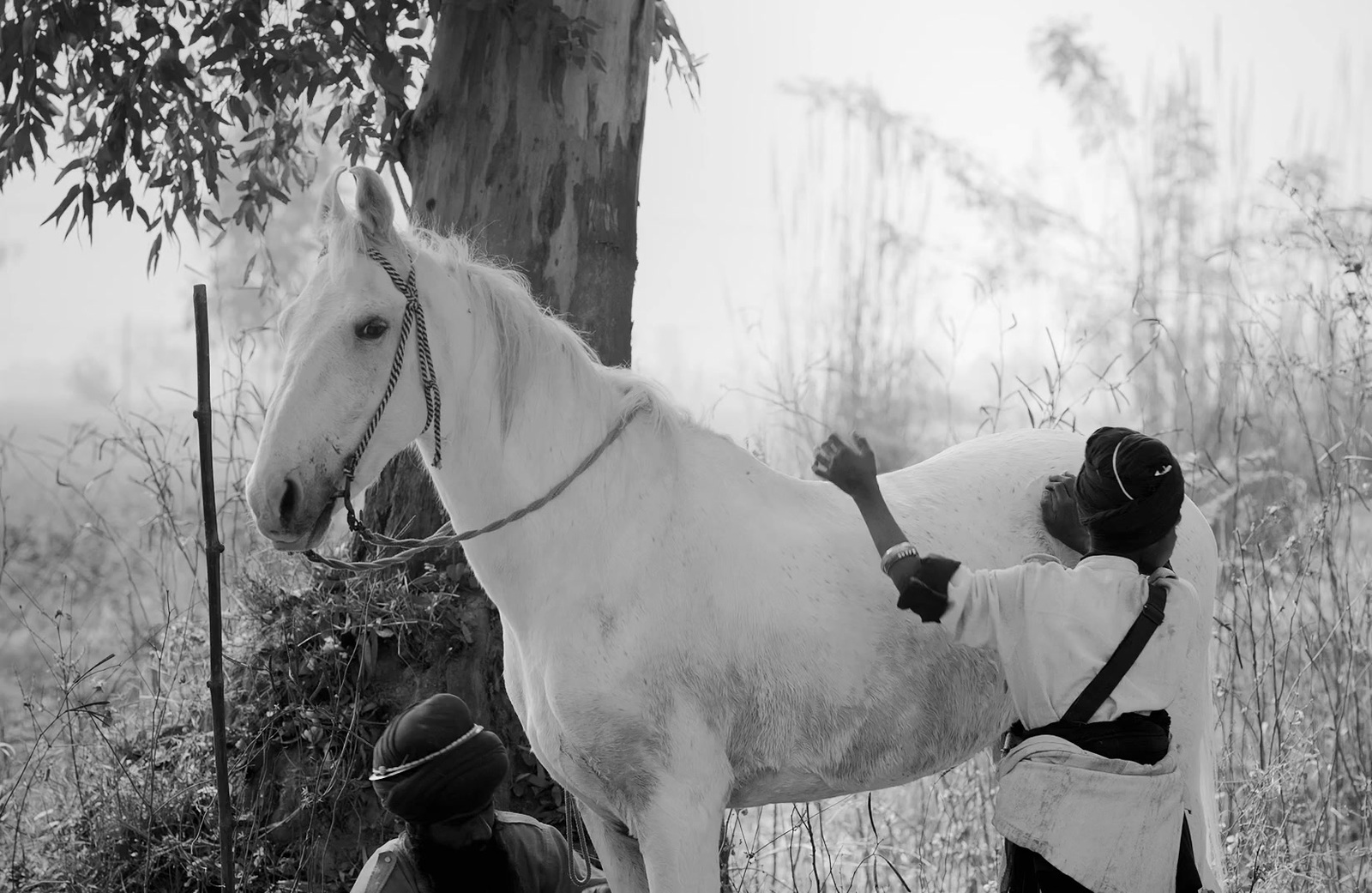 a man standing next to a white horse near a tree