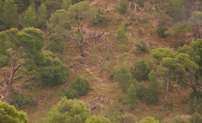 an aerial view of a forested area with trees