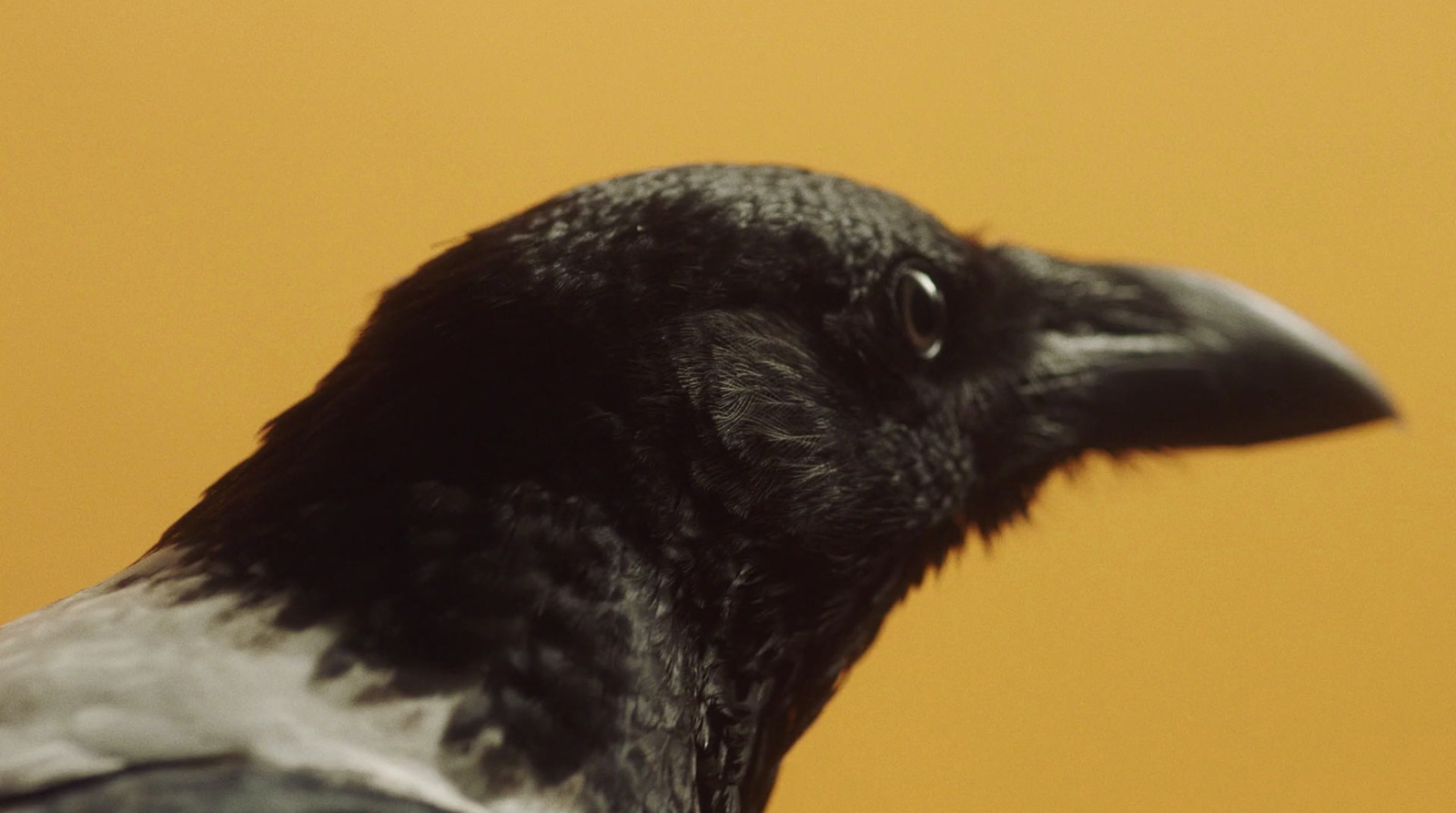 a close up of a black bird with a yellow background