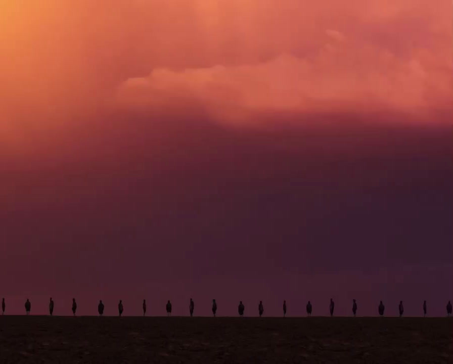 a group of birds standing on top of a field under a cloudy sky