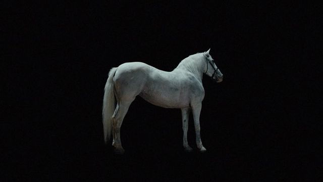 a white horse standing alone in the dark