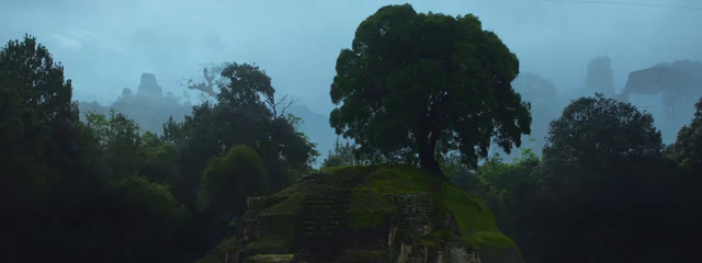 a lone tree on top of a mound in the middle of a forest