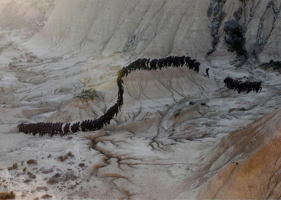 a group of black caterpillars crawling on the side of a mountain