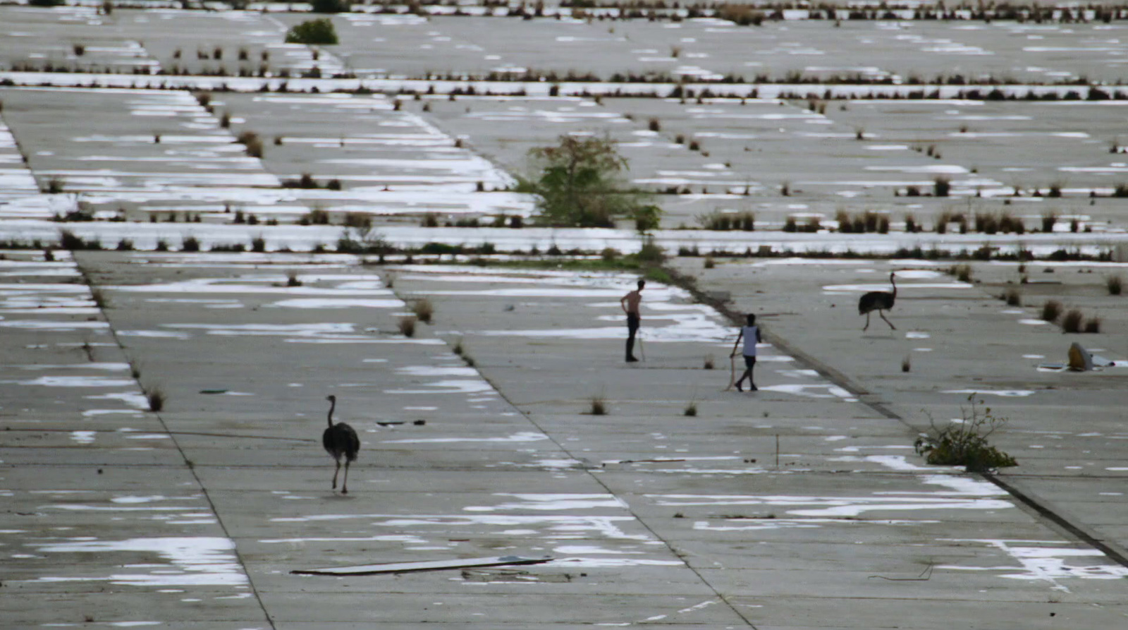 two people walking through a field with birds