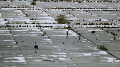 two people walking through a field with birds