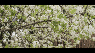 a tree with white flowers and green leaves