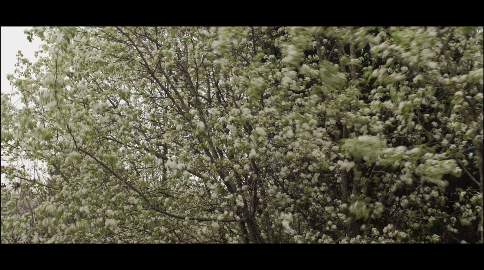 a picture of a tree with white flowers