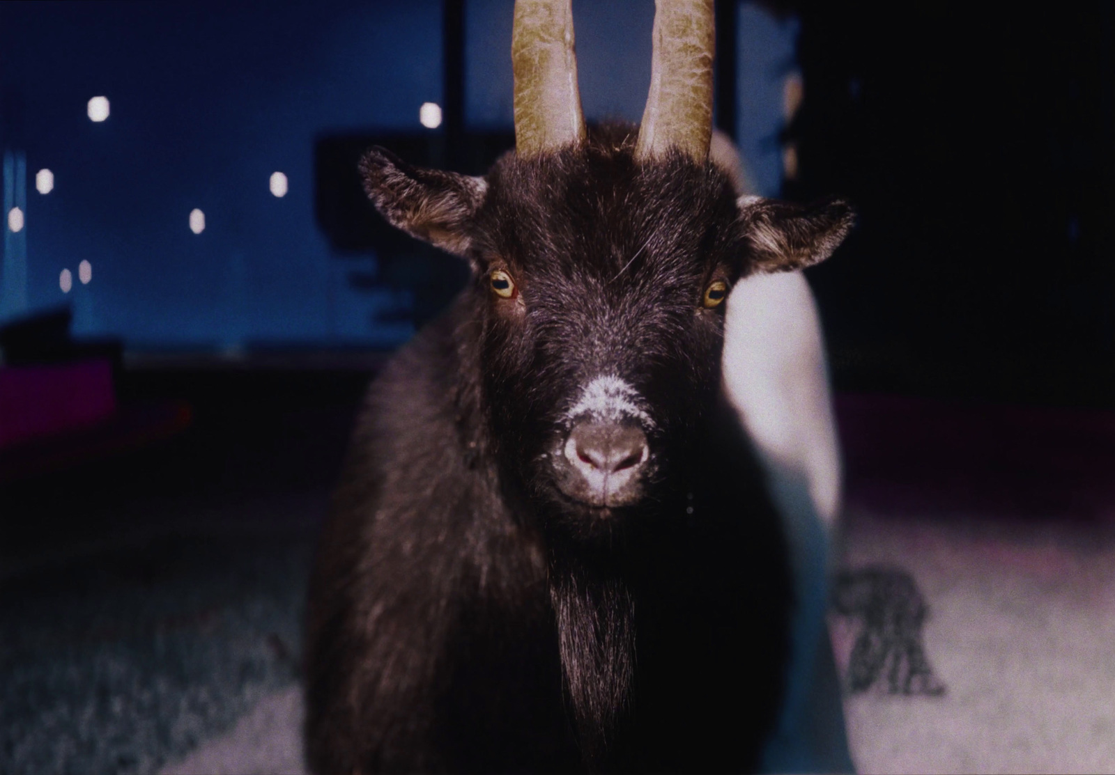 a close up of a goat with very long horns