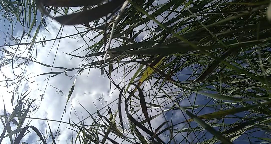 a view of the sky through some grass