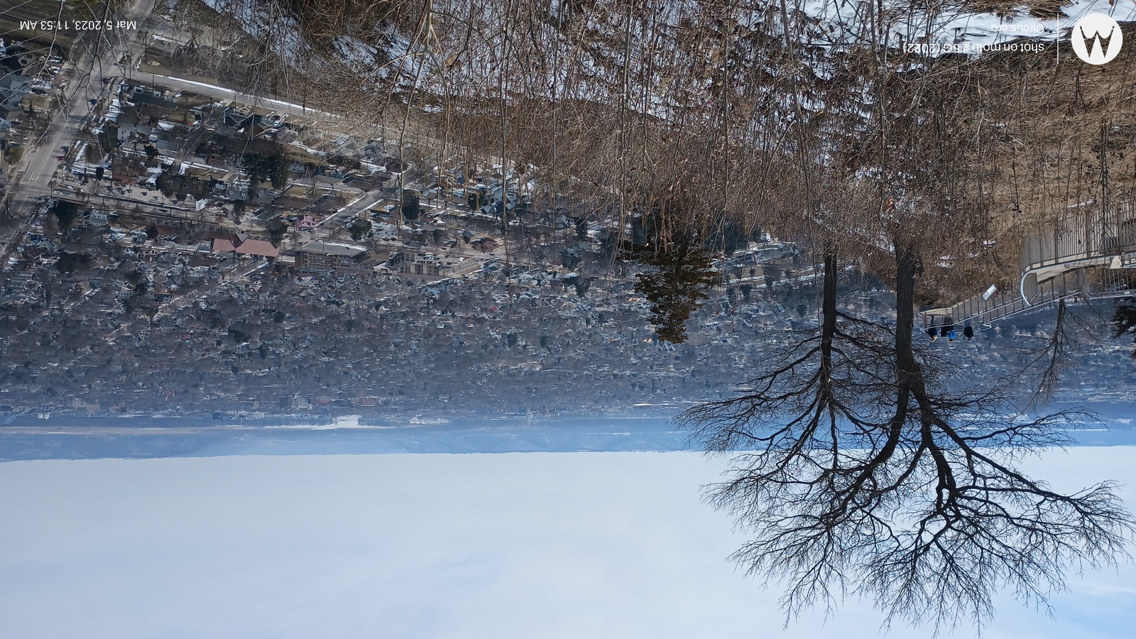 a picture of a tree in the snow